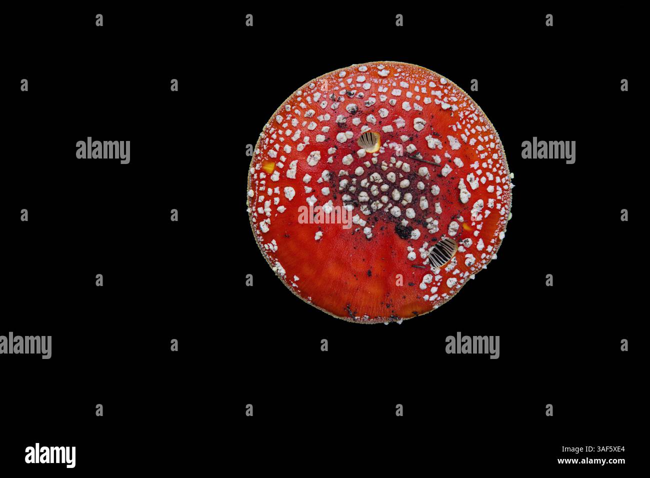 Il cappello di mosca agarico o mosca amanita (Amanita muscaria), un fungo velenoso e psicoattivo. Vista dall'alto dei funghi pileus. Primo piano macro. Isolato su Foto Stock