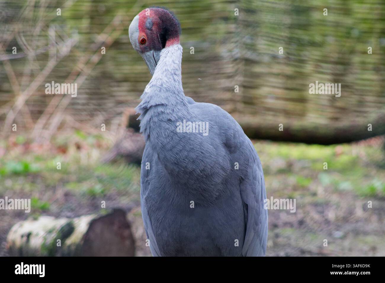 Primo piano di una gru grigia con una caratteristica testa rossa e nera, in un ambiente naturale. Il collo della gru è ricurvo e mostra il suo elegante po Foto Stock