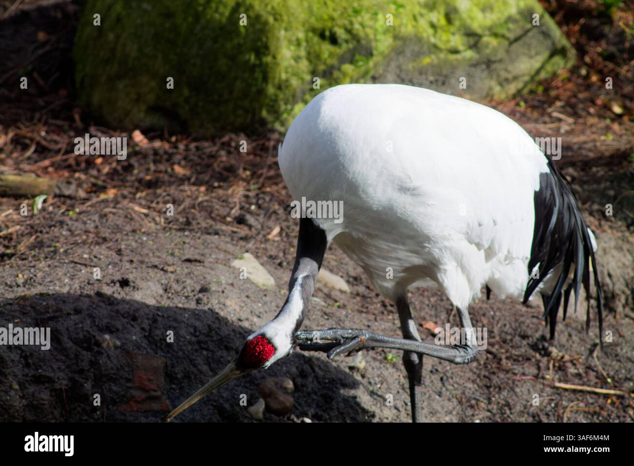 Una gru bianca con punte ad ali nere e una corona rossa che si piega a terra. Lo sfondo presenta elementi naturali come rocce e muschio, creando Foto Stock