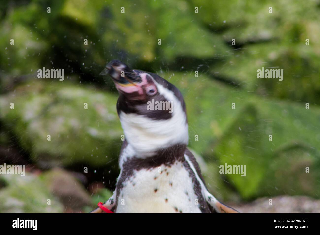 Un primo piano di un pinguino che trema dall'acqua, con goccioline che volano intorno. Lo sfondo presenta rocce verdi sfocate che creano un habitat naturale Foto Stock