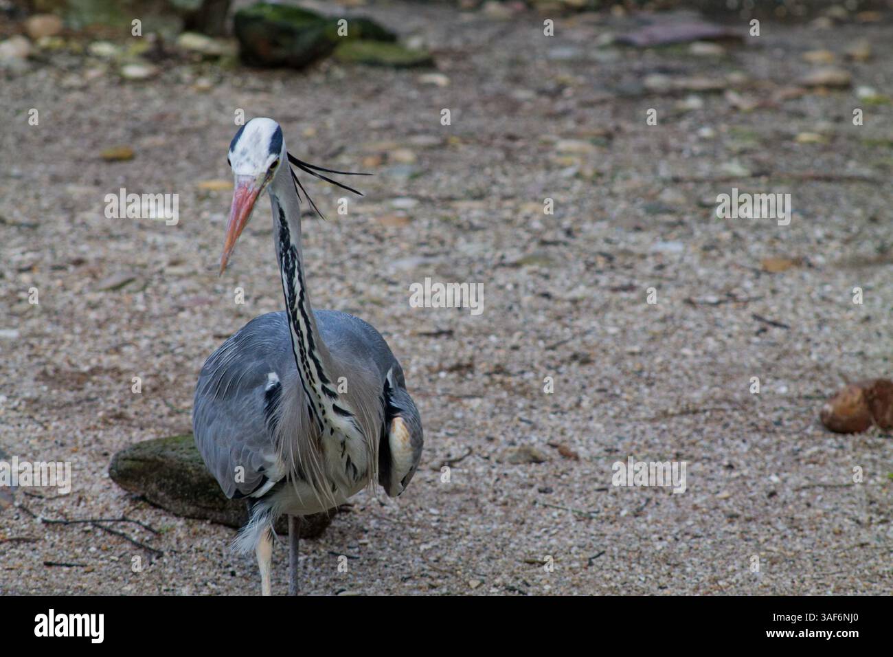 Airone grigio su una superficie sabbiosa, con sfondo naturale sfocato. L'uccello ha un collo lungo e un becco appuntito, che ne mostra la posizione elegante Foto Stock Airone grigio su una superficie sabbiosa, con sfondo naturale sfocato. L'uccello ha un collo lungo e un becco appuntito, che ne mostra la posizione elegante Foto Stock