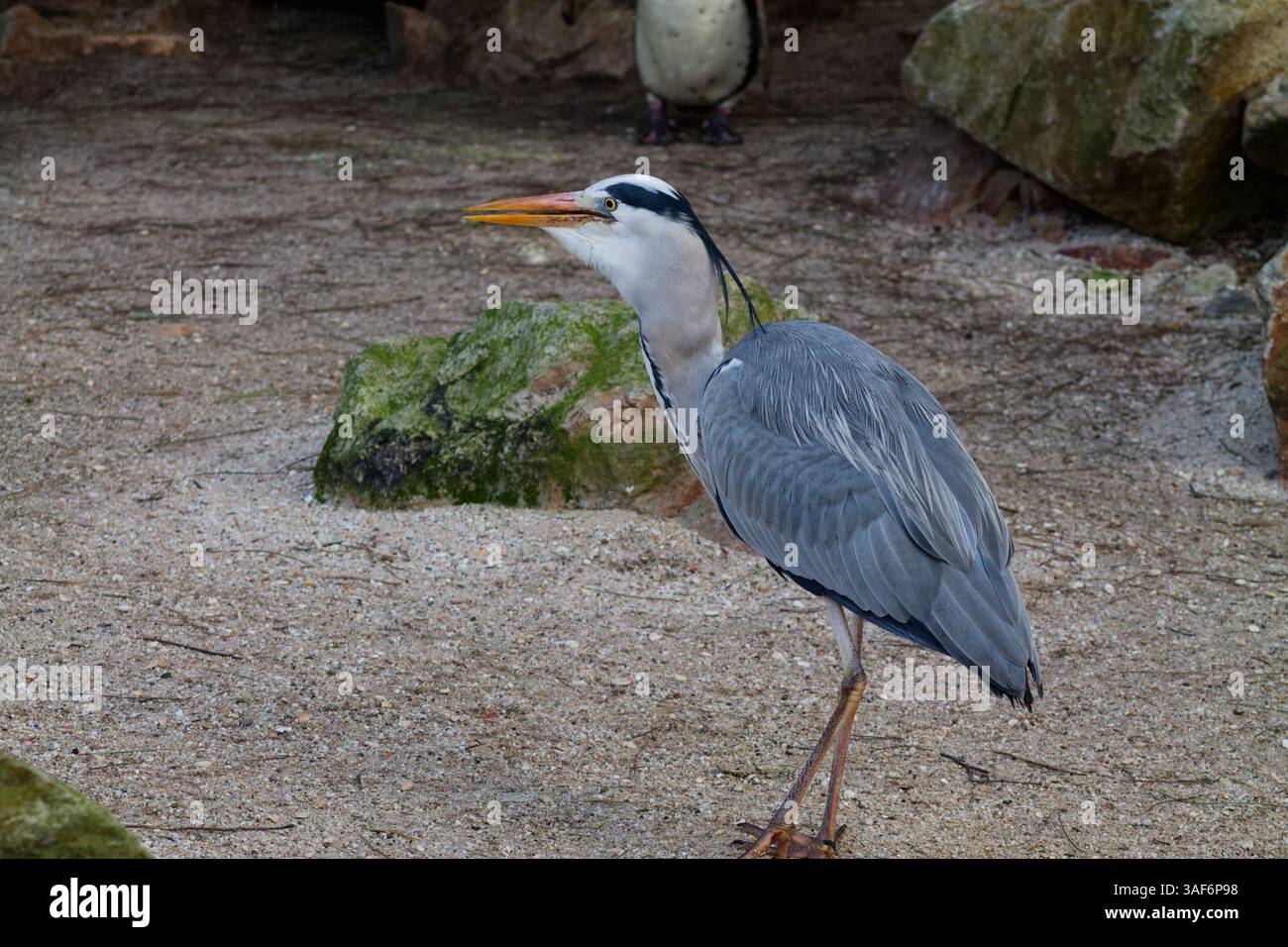 Un airone grigio in piedi su un terreno sabbioso con rocce sullo sfondo. L'uccello ha un collo lungo e un becco affilato, che mostra la sua elegante postura. Foto Stock Un airone grigio in piedi su un terreno sabbioso con rocce sullo sfondo. L'uccello ha un collo lungo e un becco affilato, che mostra la sua elegante postura. Foto Stock