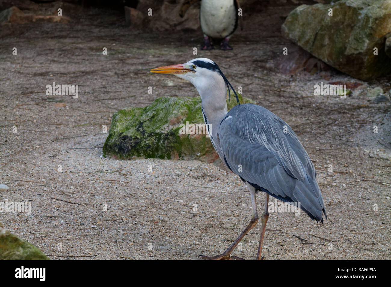 Un airone grigio in piedi su un terreno sabbioso con rocce sullo sfondo. L'uccello ha un collo lungo e un becco appuntito, che ne mostra la posizione elegante. Un altro Foto Stock Un airone grigio in piedi su un terreno sabbioso con rocce sullo sfondo. L'uccello ha un collo lungo e un becco appuntito, che ne mostra la posizione elegante. Un altro Foto Stock