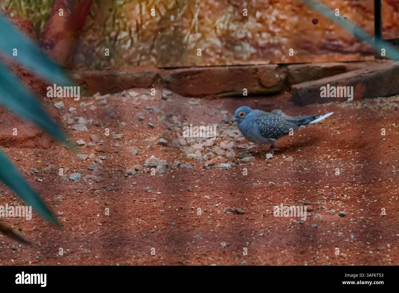 Un piccolo uccello con piumaggio grigio e macchie bianche che si nutrono sul terreno in un ambiente naturale. Lo sfondo presenta toni e texture terrosi, con così Foto Stock