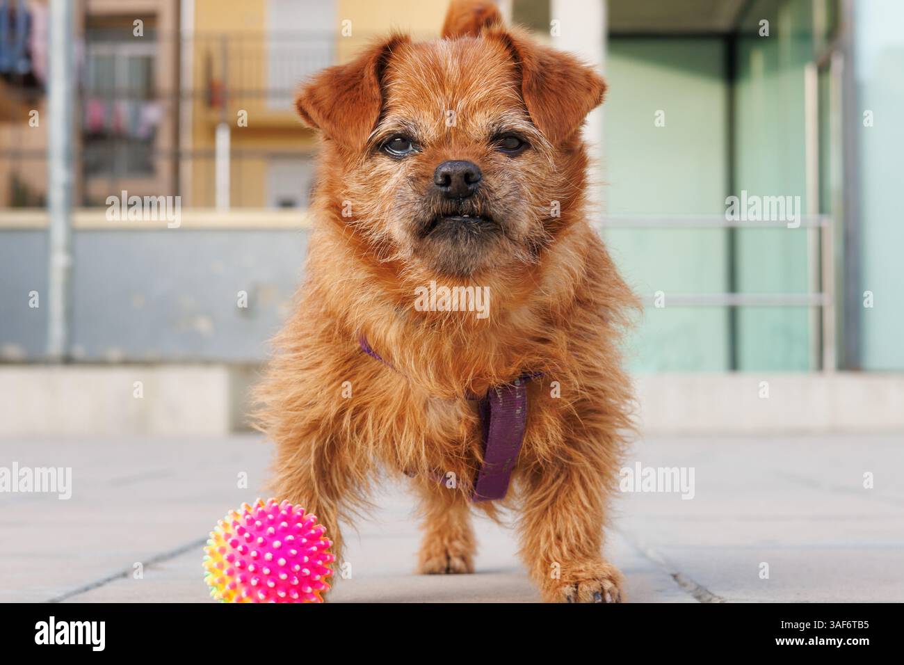 Cane in posa divertente in attesa che la palla gli venga lanciata, Alcoy, Spagna Foto Stock