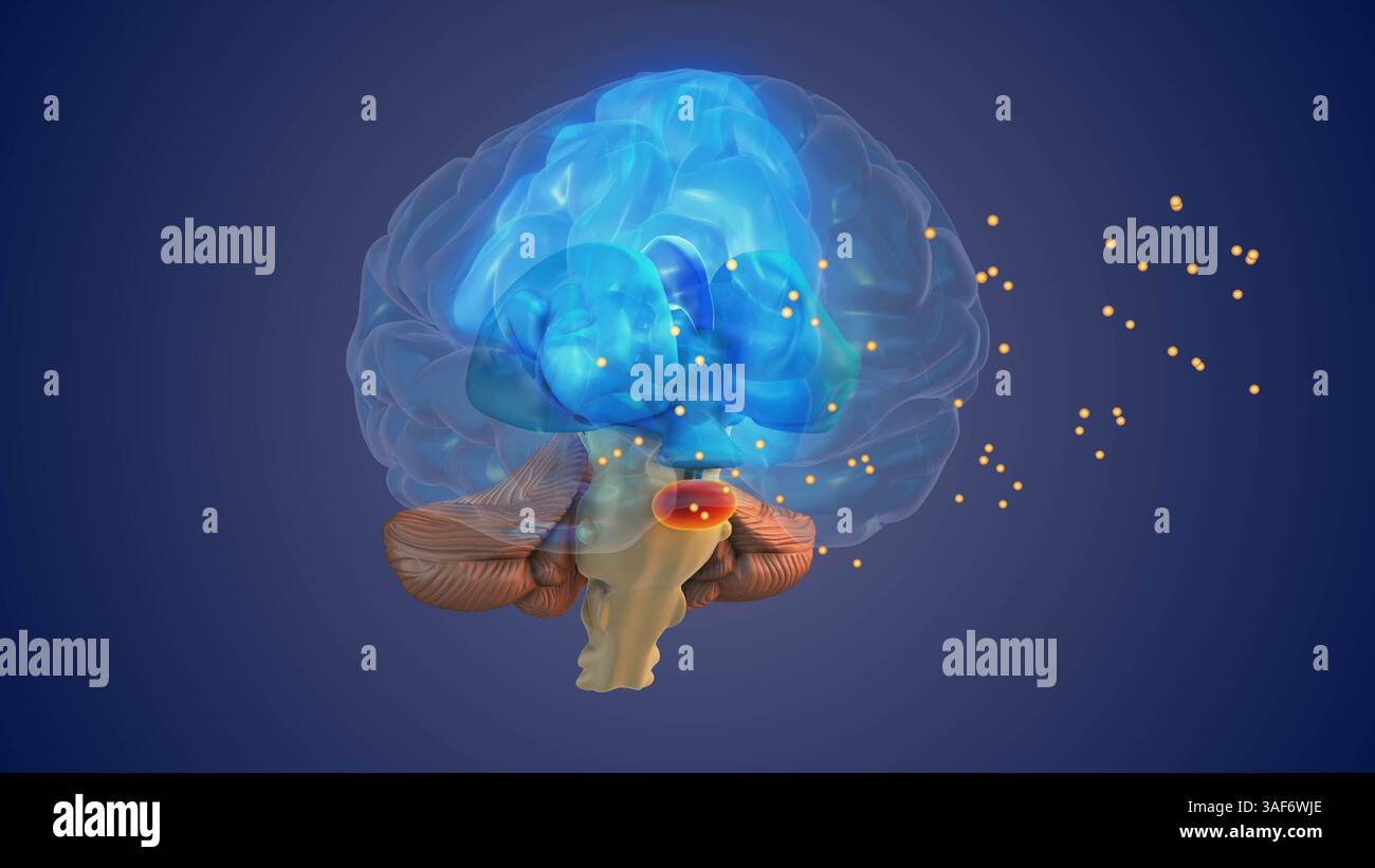 Talamo elaborazione dei segnali sensoriali per la funzione cerebrale Foto Stock