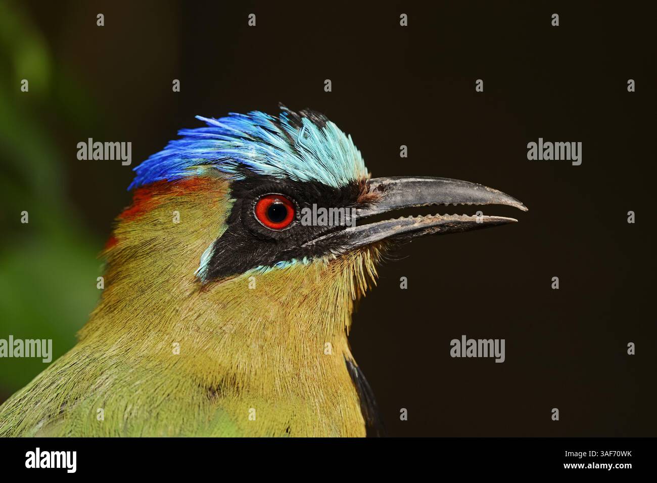 Amazonian Motmot (Momotus momota, Ramphastos momota), Sud America | Amazonasmotmot oder Blauscheitelmotmot (Momotus momota, Ramphastos momota) Foto Stock