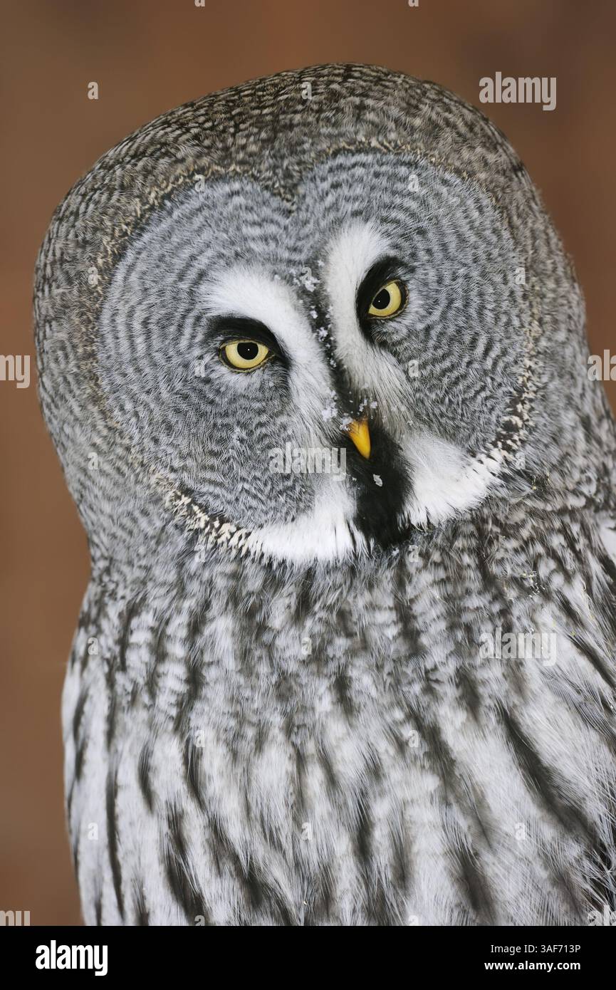 Grande Gufo Grigio o grande Gufo Grigio (Strix nebulosa) | Bartkauz (Strix nebulosa) Foto Stock
