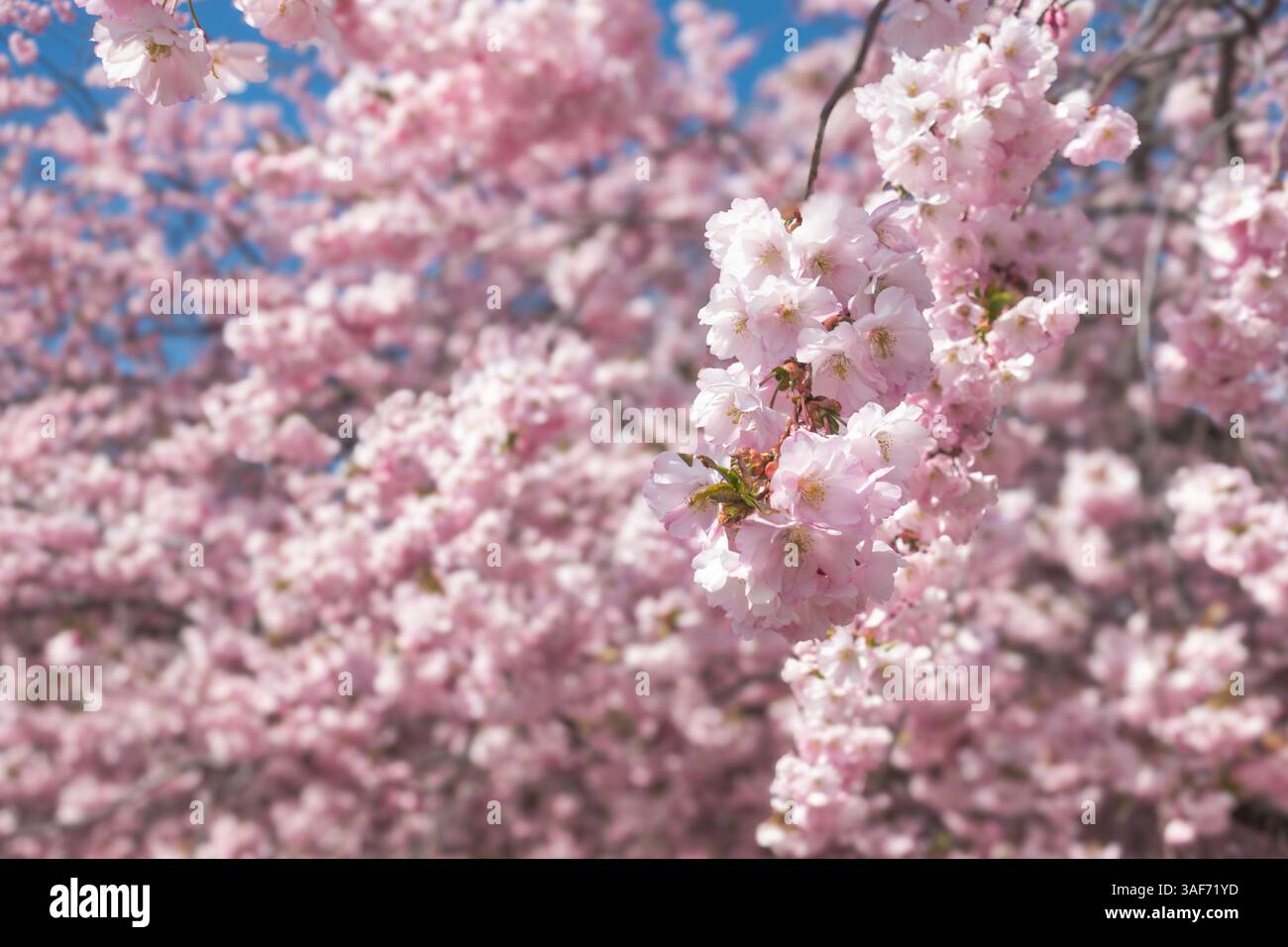 Ramo rosa brillante dei fiori di ciliegio Sakura in una giornata di sole a Kungsträdgården, Stoccolma Foto Stock