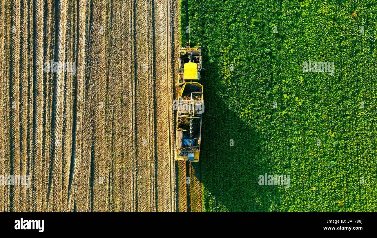 Vista aerea della mietitrice agricola sul campo. Vista aerea dall'alto verso il basso di una mietitrebbia agricola che lavora in un campo. Foto Stock