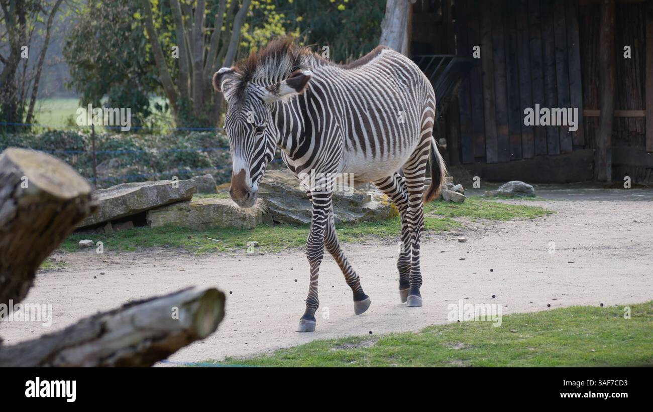 Zoo di Lipsia Foto Stock