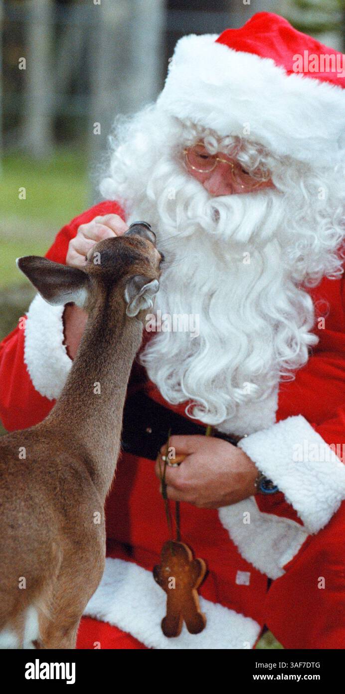CI.97061.- - CONSEGNA A:. Citrus Desk.- -.12/22/99.- -. Homosassa Springs.- -. DIDASCALIA INFO:.(1 di 4): Babbo Natale (Art Yerian - cq) riceve un boccale amichevole da un cervo bianco di coda di nome Jane Doe, che è stata trovata orfana e ha meno di un anno. INFORMAZIONI GENERALI: È diventata una tradizione natalizia all'Homosassa Springs State Wildlife Park mentre Babbo Natale (alias Art Yerian cq, Wildlife Care Supervisor) fa il suo giro per dare da mangiare agli animali prelibatezze speciali. Anche se diversi anni fa c'era un match di wrestling tra Santa (Credit Image: St Petersburg Times/ZUMAPRESS.com) Foto Stock