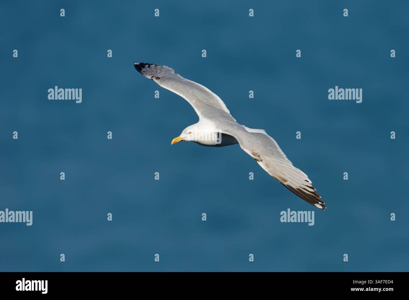 Gull europeo di aringa (Larus argentatus), Normandia, Francia | Silbermöwe (Larus argentatus), Normandia, Frankreich Foto Stock