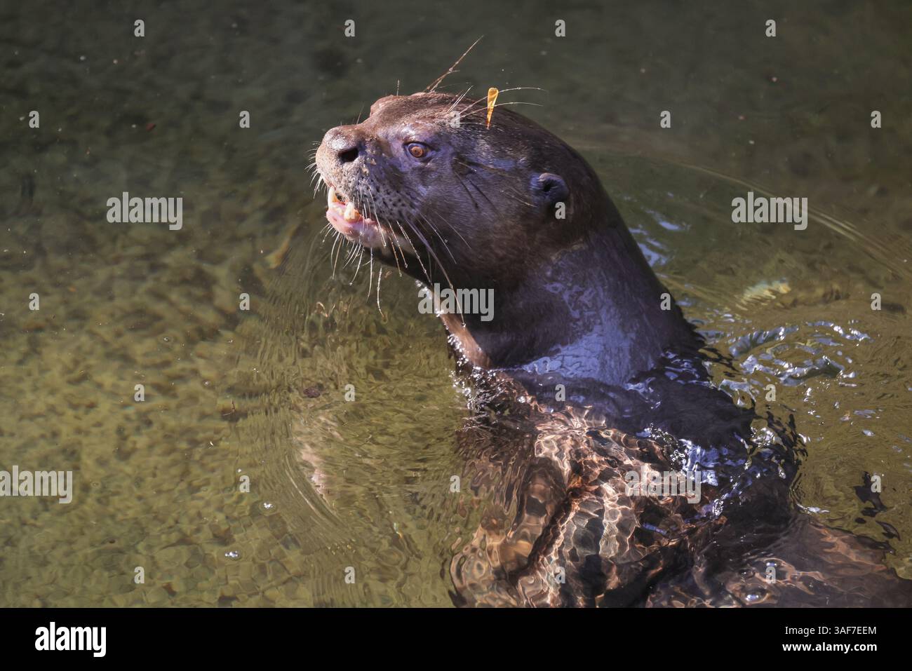 Lontra gigante di fiume (Pteronura brasiliensis), che nuota in acqua, da vicino Foto Stock