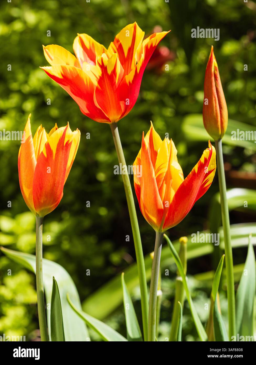 Fiori arancioni e gialle del tulipano del gruppo 6 fiorito di giglio, Tulipa "Ali del fuoco", fiorito a metà primavera Foto Stock