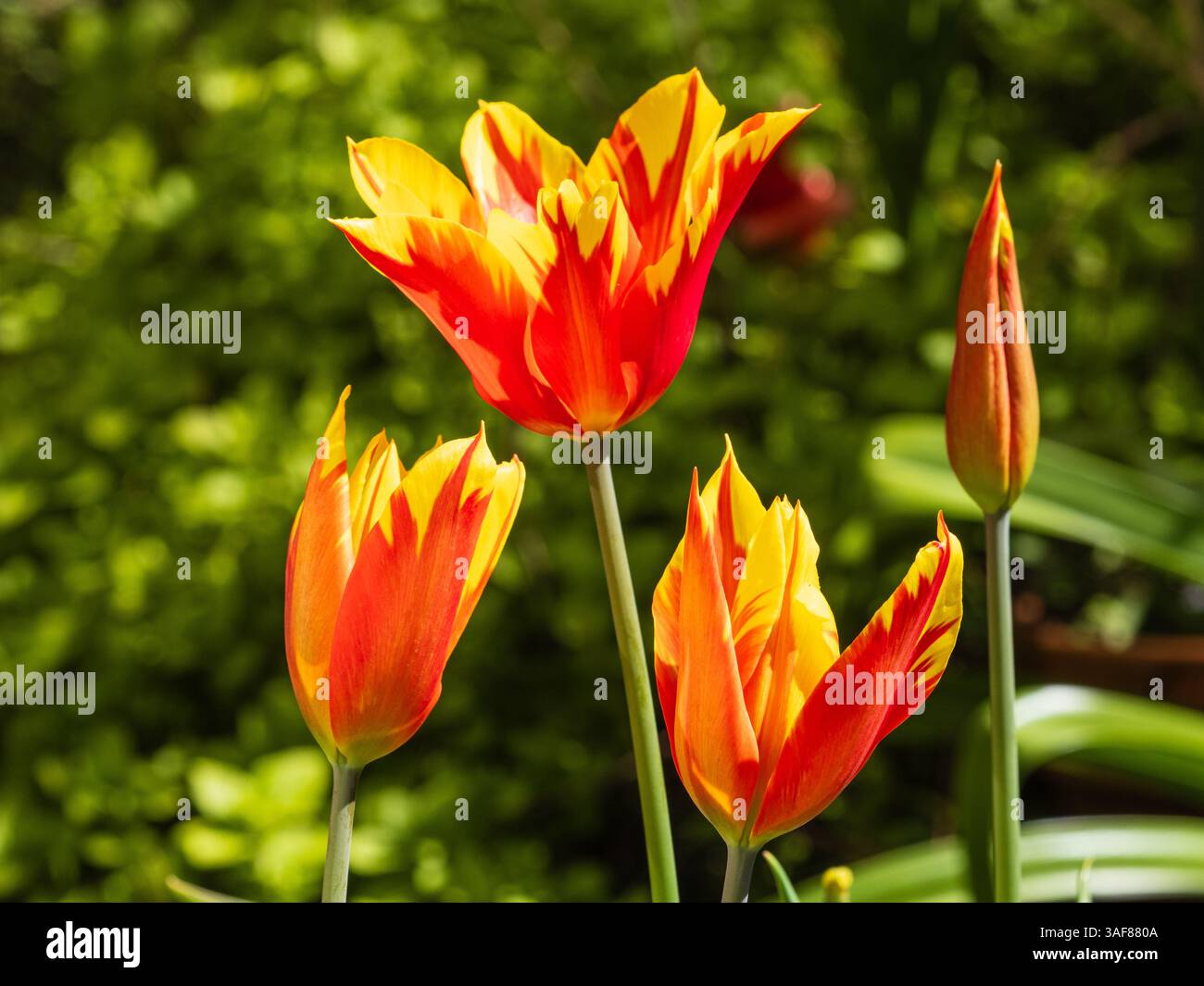 Fiori arancioni e gialle del tulipano del gruppo 6 fiorito di giglio, Tulipa "Ali del fuoco", fiorito a metà primavera Foto Stock
