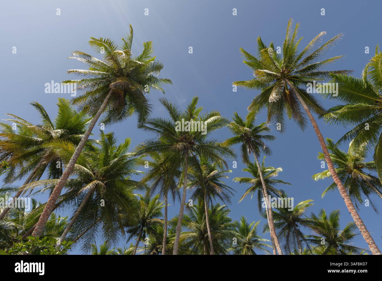 Alte palme da cocco e cieli azzurri Foto Stock