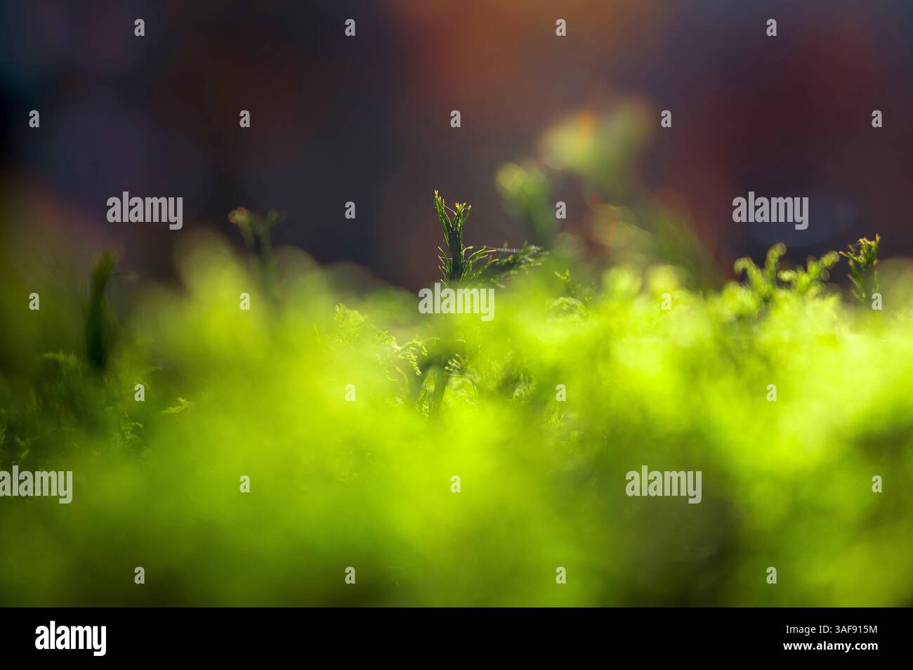 Macro di licheni o muschio biologici sul terreno naturale della foresta o sul paesaggio pianeggiante. Comunità simbiotica di micobionte e fotobionte. Funghi e alghe. Foto Stock