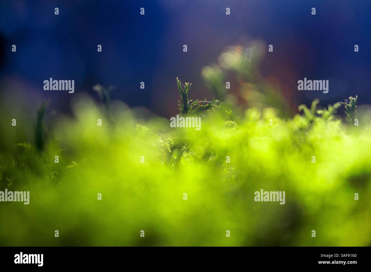 Macro di licheni o muschio biologici sul terreno naturale della foresta o sul paesaggio pianeggiante. Comunità simbiotica di micobionte e fotobionte. Funghi e alghe. Foto Stock