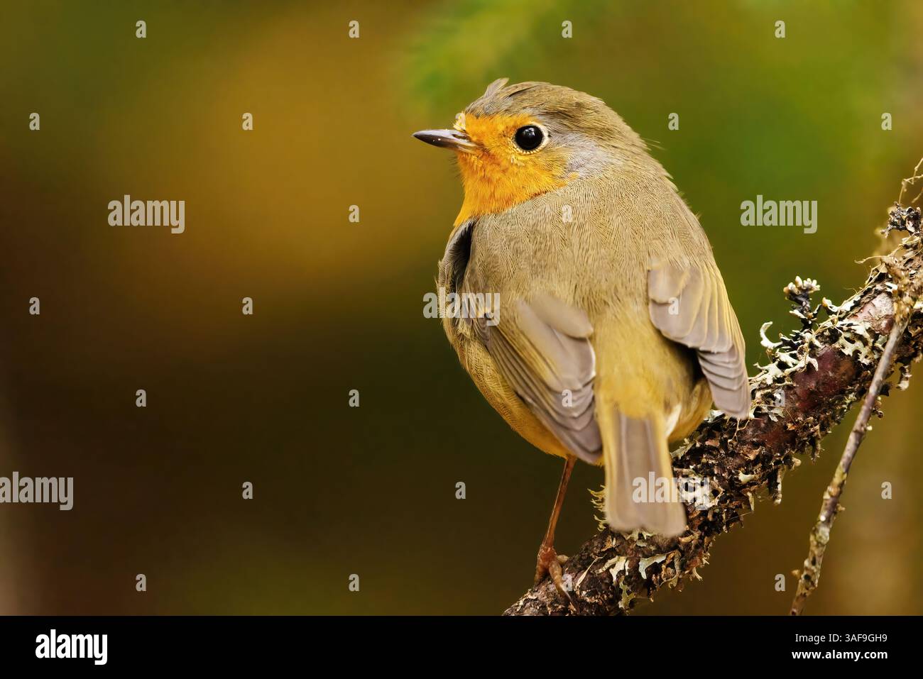 robin europeo (erithacus rubecula) seduto su un ramo nella foresta. Foto Stock