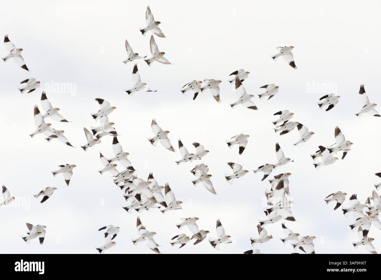 Neve (Plectrophenax nivalis) in volo nel cielo. Foto Stock