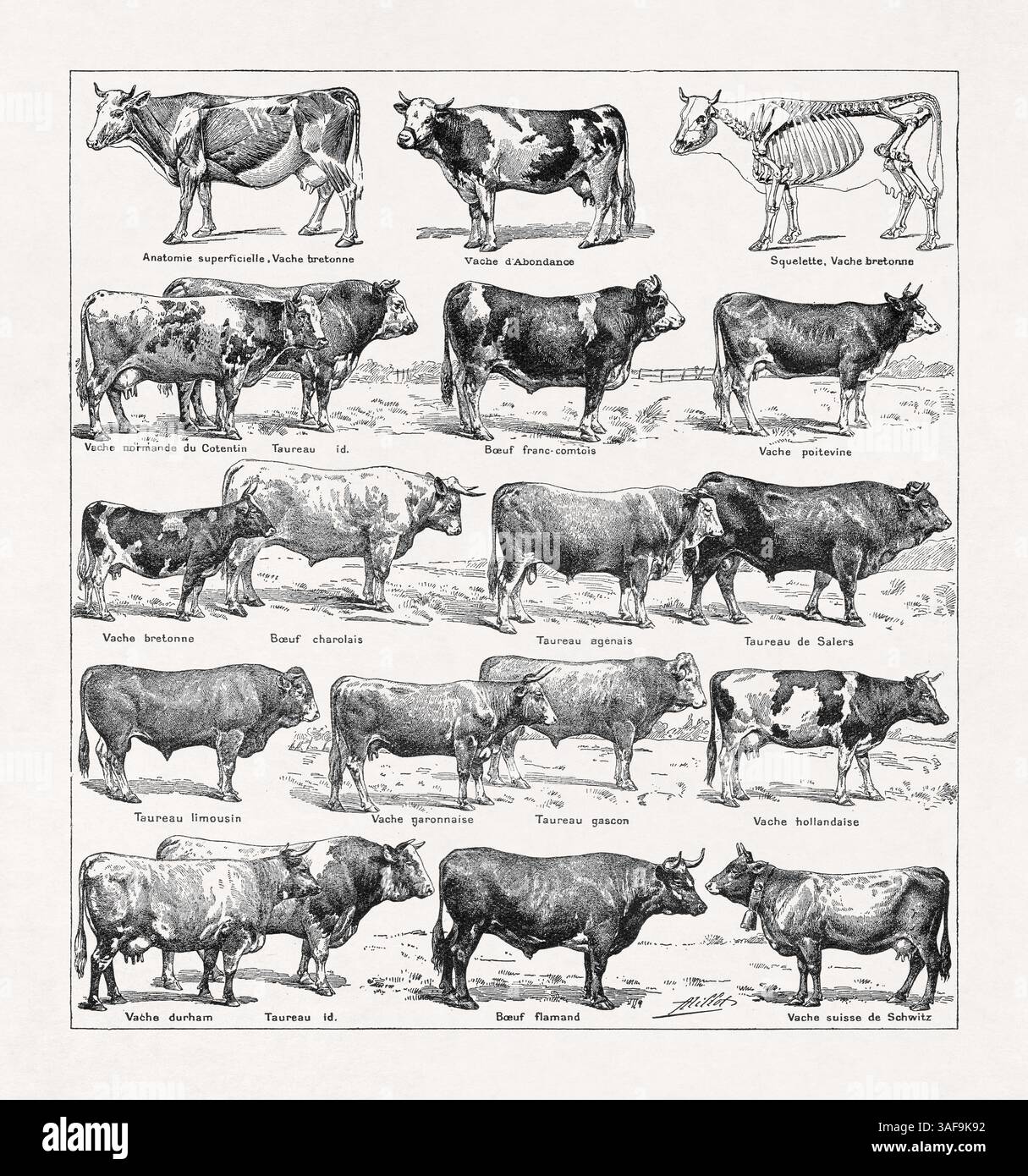 Vecchia illustrazione sulla razza francese di mucche di Adolphe Philippe Millot stampata in un dizionario francese della fine del XIX secolo. Foto Stock