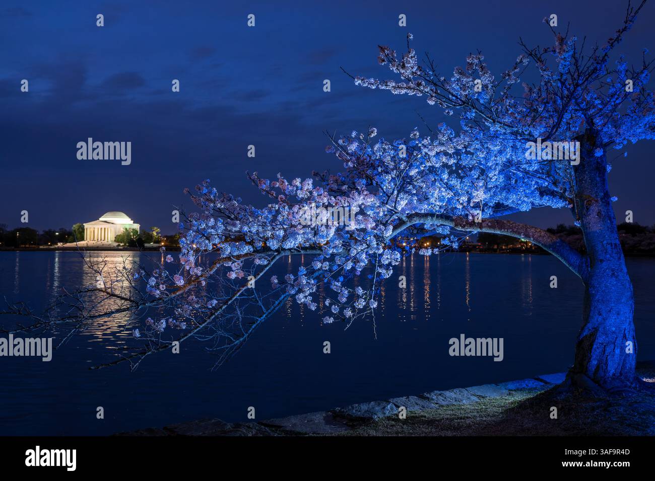 WASHINGTON DC - Un ciliegio Yoshino è illuminato di notte lungo il bacino delle maree, con il Jefferson Memorial visibile sullo sfondo. Gli alberi in fiore, originariamente un regalo dal Giappone nel 1912, sono al centro dell'annuale National Cherry Blossom Festival. Il memoriale neoclassico di Thomas Jefferson si trova sulla riva sud del bacino di Tidal. Foto Stock