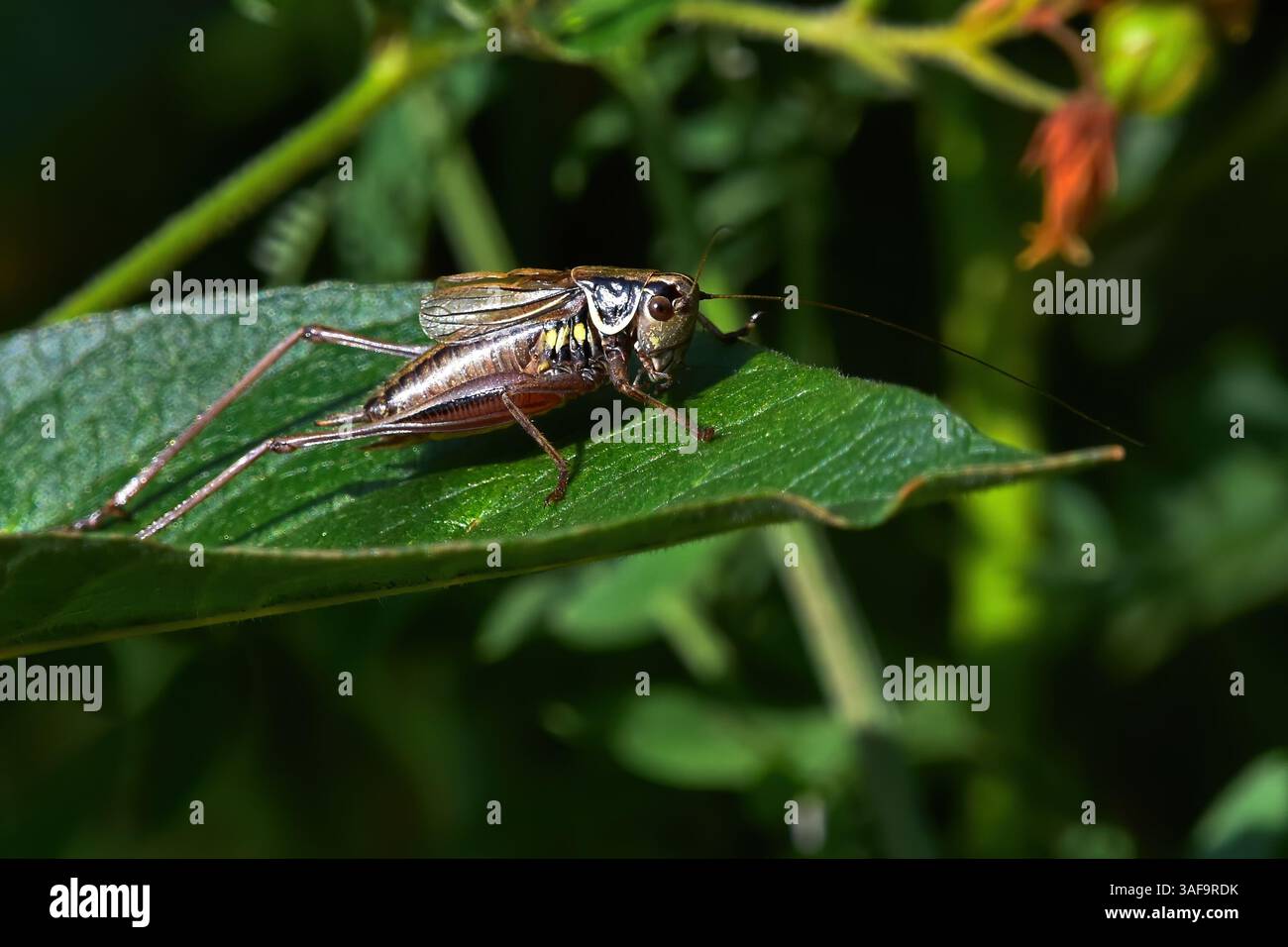 Il Bush-cricket di Roesel (Roeseliana roeselii) su una foglia. Foto Stock