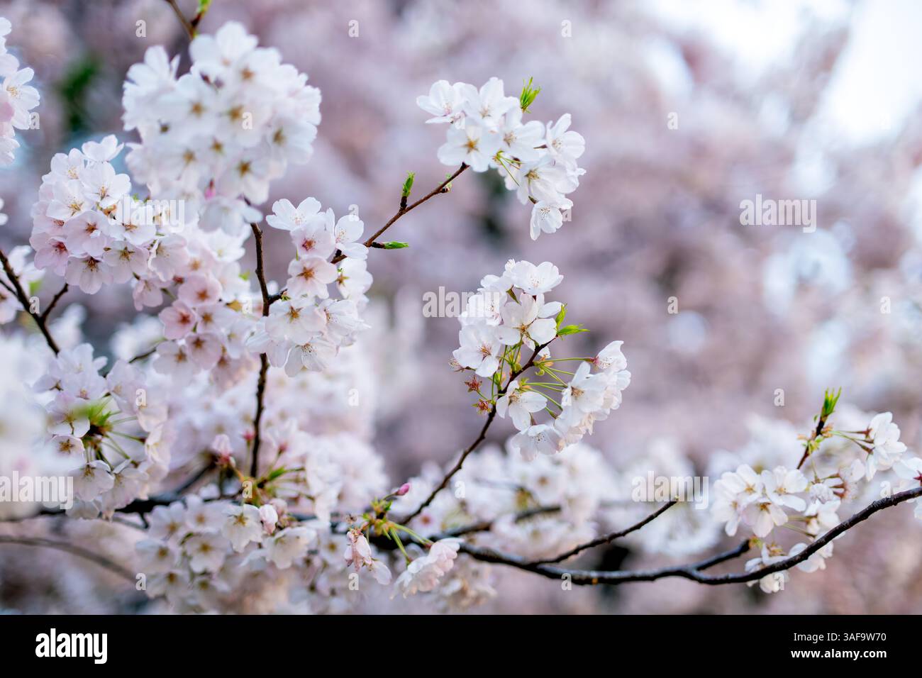 Fiori di ciliegio a Washington DC | WASHINGTON D.C., Stati Uniti — Grappoli di fiori di ciliegio Yoshino (Prunus x yedoensis) si ammassano su un ramo lungo il Tidal Basin, i loro petali bianchi al profumo di mandorla che svaniscono dai boccioli rosa pallido. Il cultivar rappresenta circa il 70 percento dei circa 3.800 ciliegi in fiore sotto la cura del National Park Service, discendenti da un dono di alberi della città di Tokyo del 1912. Il picco della fioritura è definito come il giorno in cui il 70 percento di questi fiori sono aperti. Foto Stock