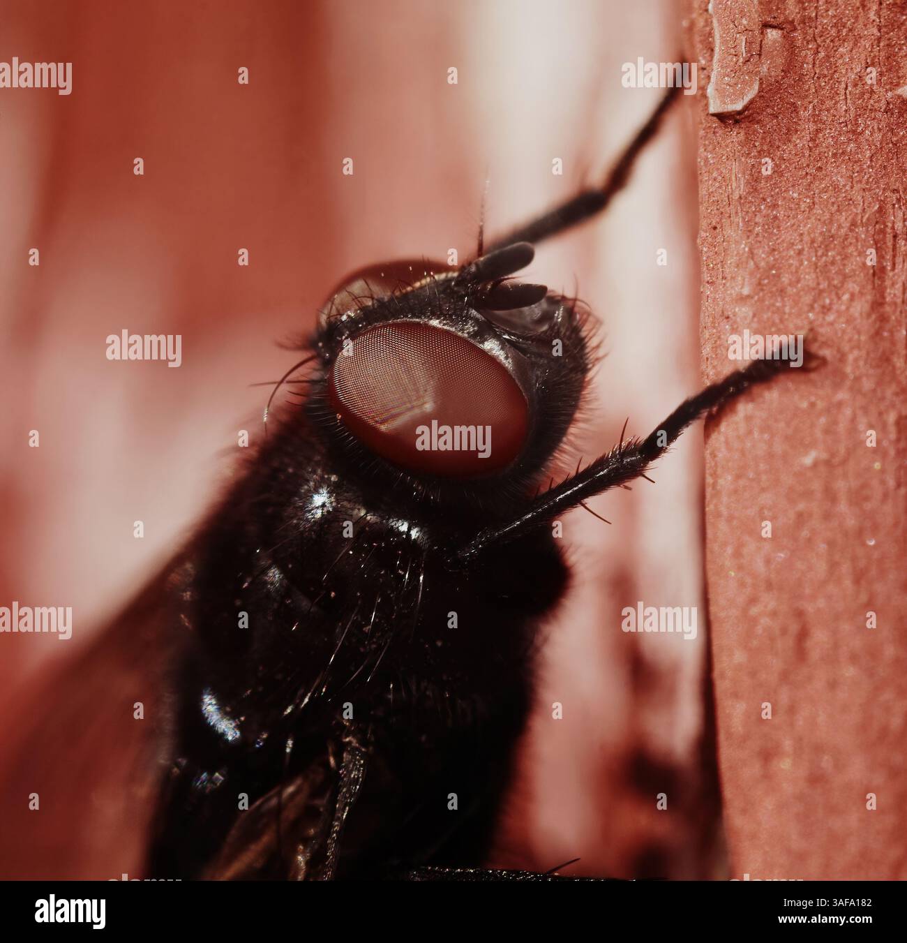 Primo piano del volto con la mosca (Calliphoridae). Foto Stock