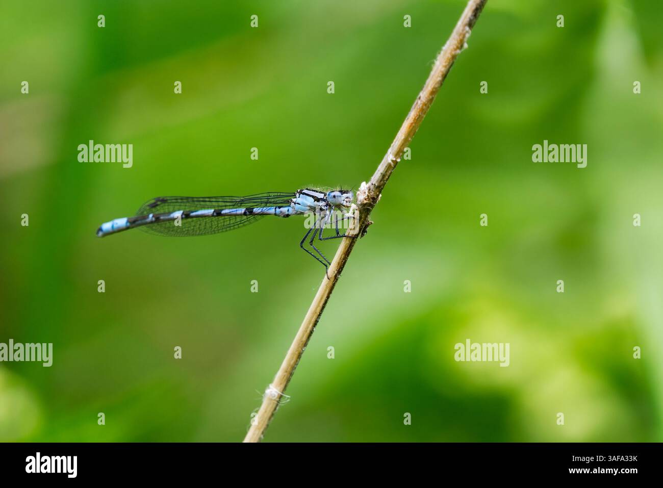 Comune damselfly blu, comune bluet, o bluet settentrionale (Enallagma cyathigerum) maschile su un bastone. Foto Stock