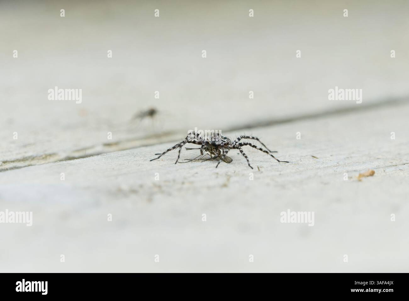 Acantholycosa lignaria, una specie di ragni lupi sta mangiando una zanzara. Foto Stock