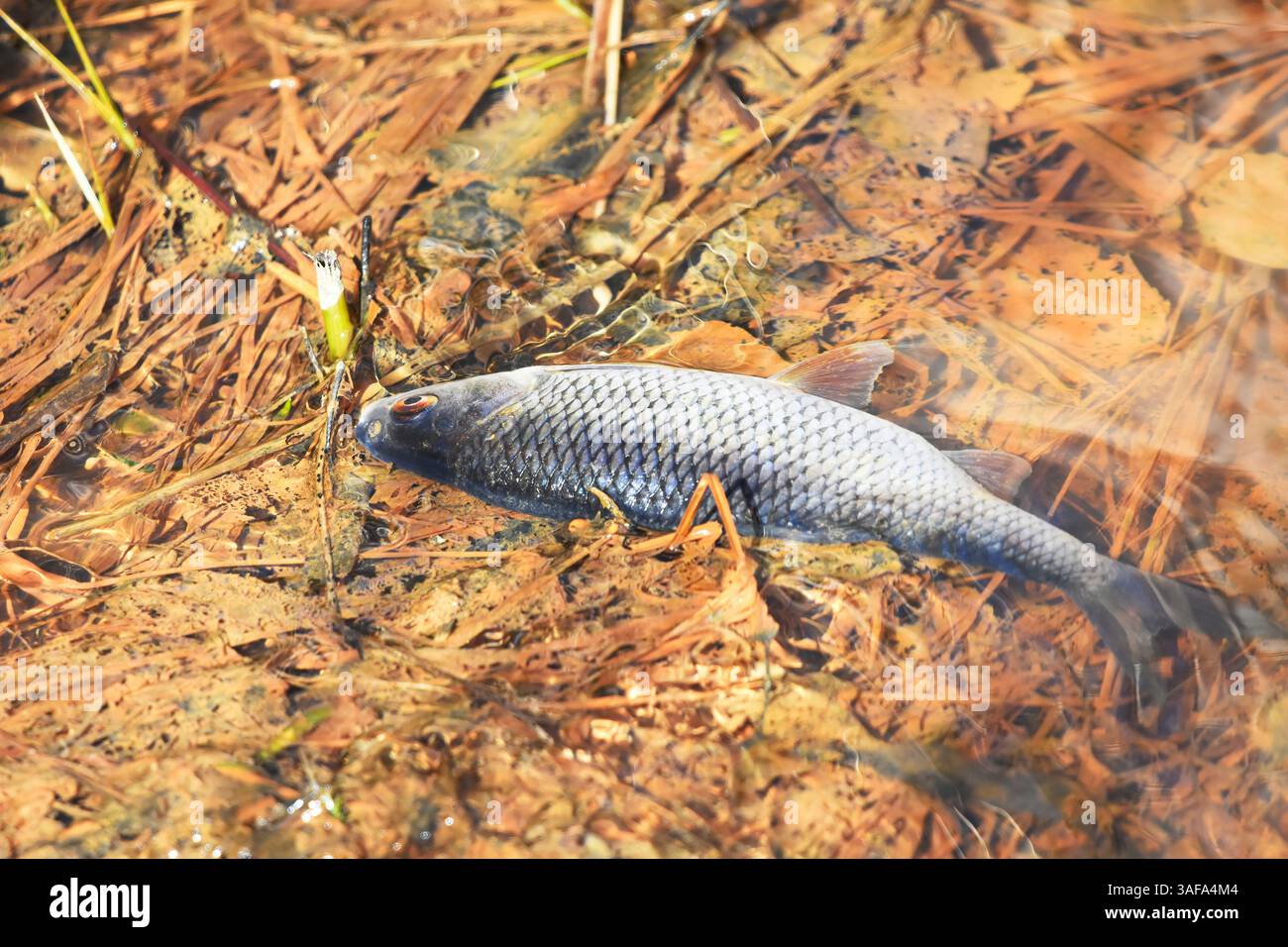 Roach (Rutilus rutilus) si è incastrato nell'acqua poco profonda durante la riproduzione in primavera. Foto Stock