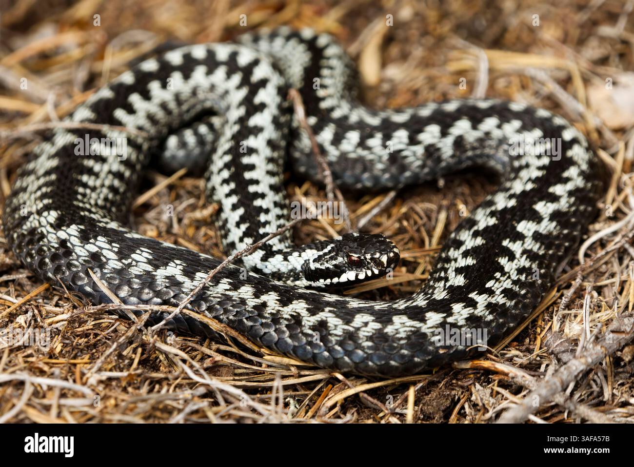 Comune europeo adder o comune europeo vipera (Vipera berus) maschio primo piano. Foto Stock