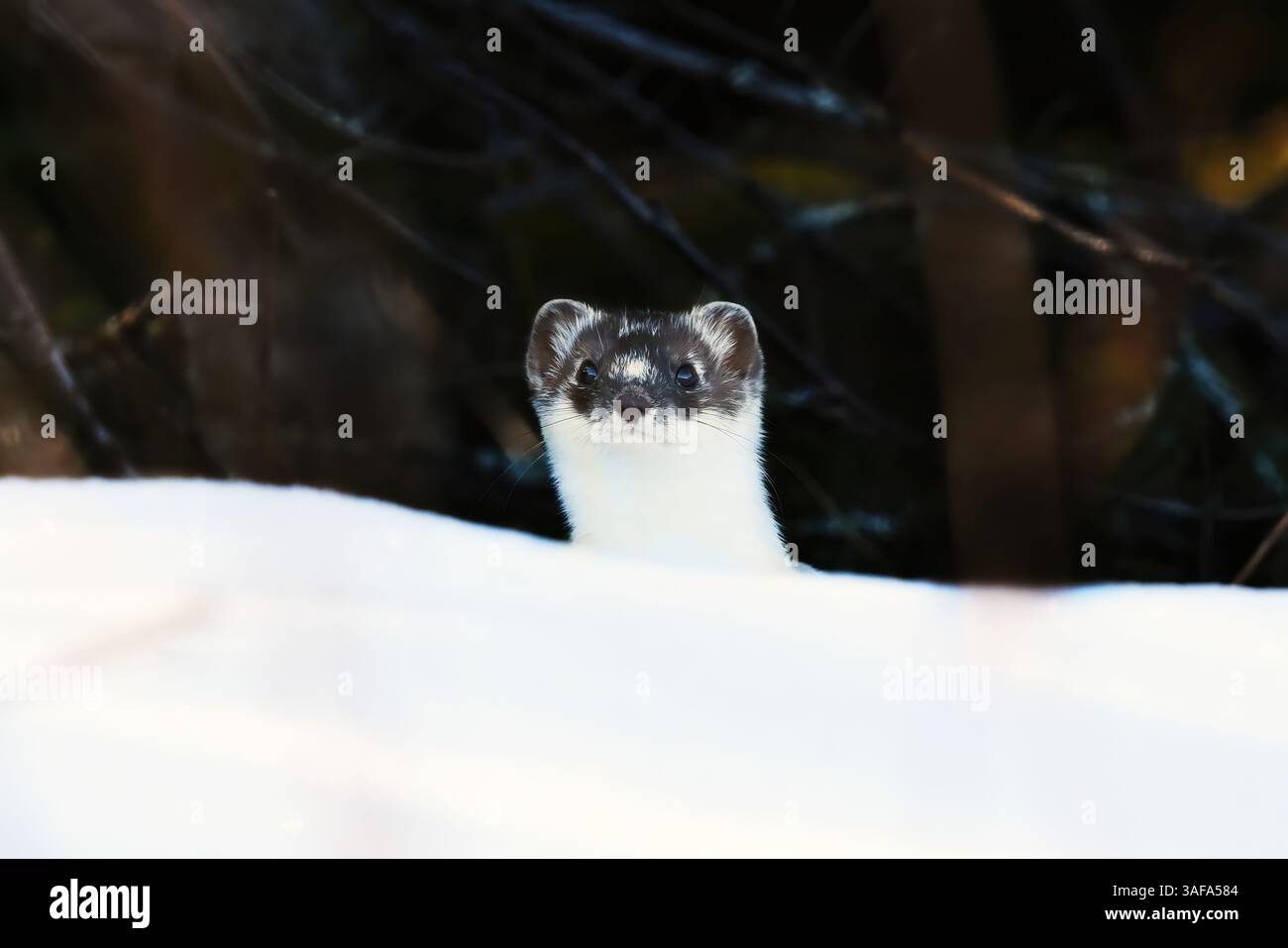 Stoat o scalpello a coda corta (Mustela erminea) con la testa che inizia a muta e sbirciare dietro la neve all'inizio della primavera. Foto Stock
