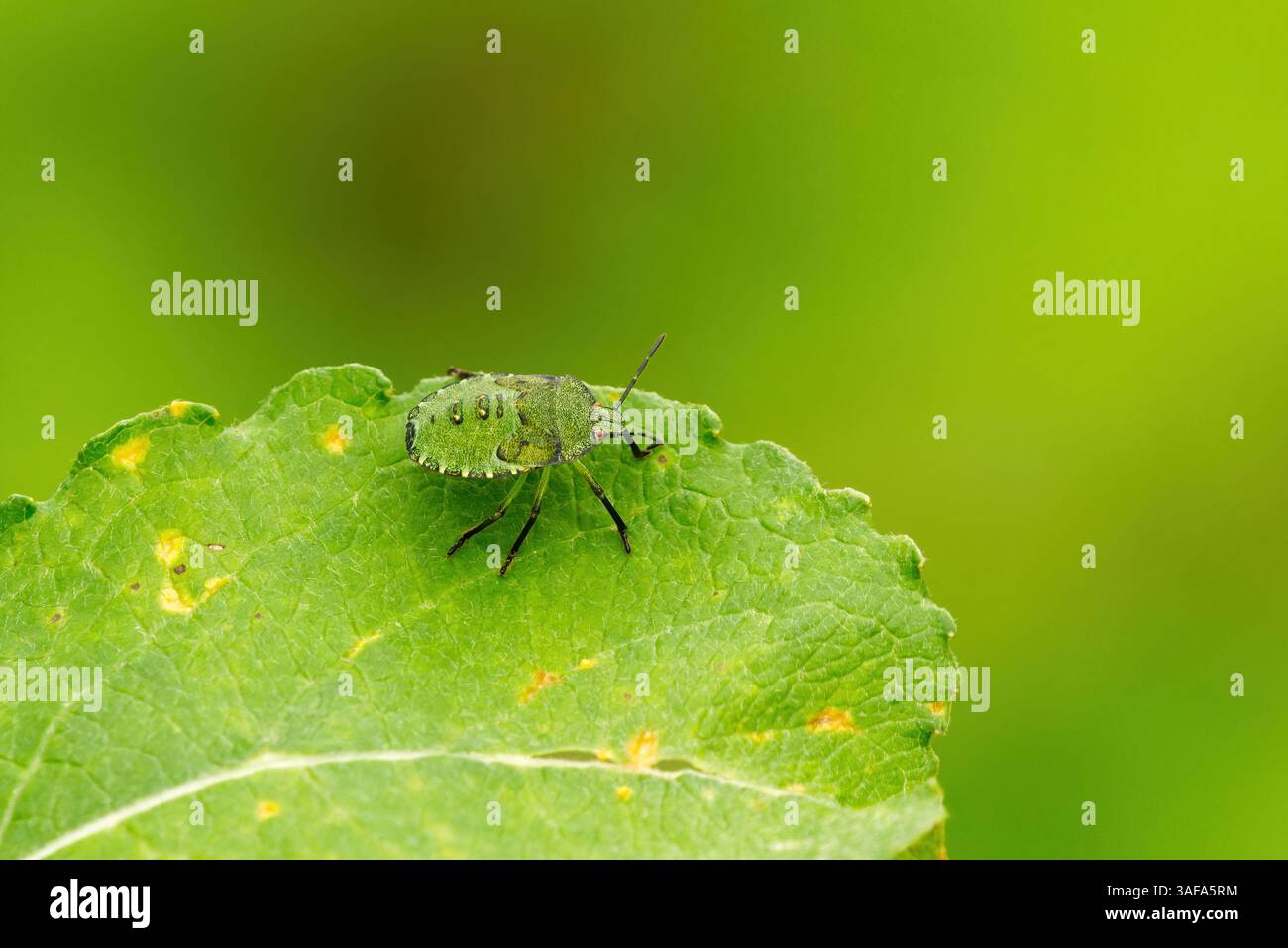 Cimice dello scudo verde (Palomena prasina) su una foglia. Foto Stock