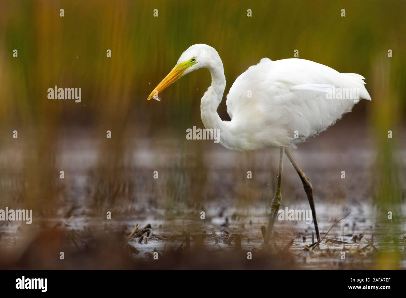 Grande egret (Ardea alba) con piccoli pesci nella sua vetta. Foto Stock