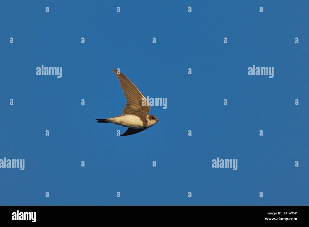 Sand martin (Riparia riparia) che vola nel cielo blu. Foto Stock