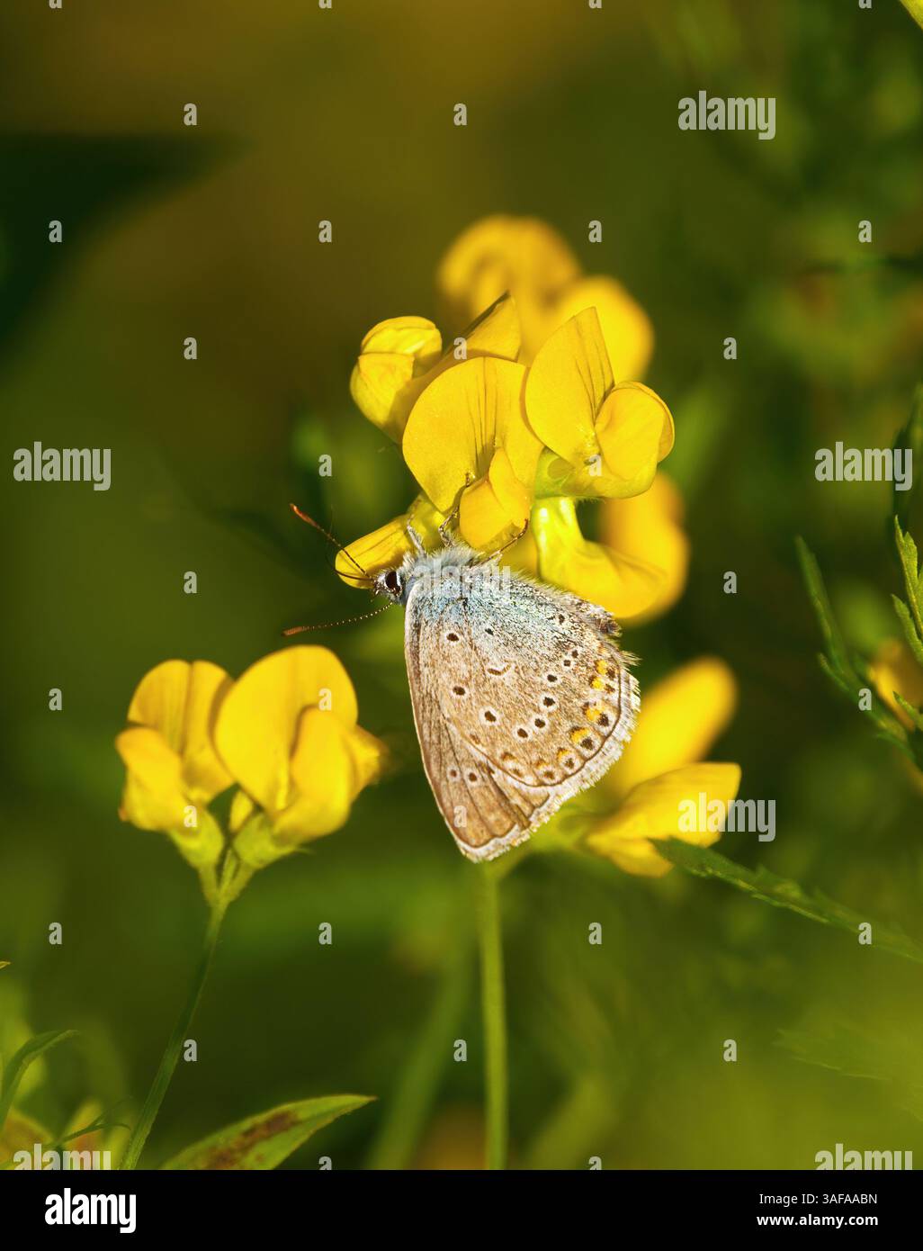 Farfalla blu comune o blu comune europeo (Polyommatus icarus) su un fiore giallo. Foto Stock