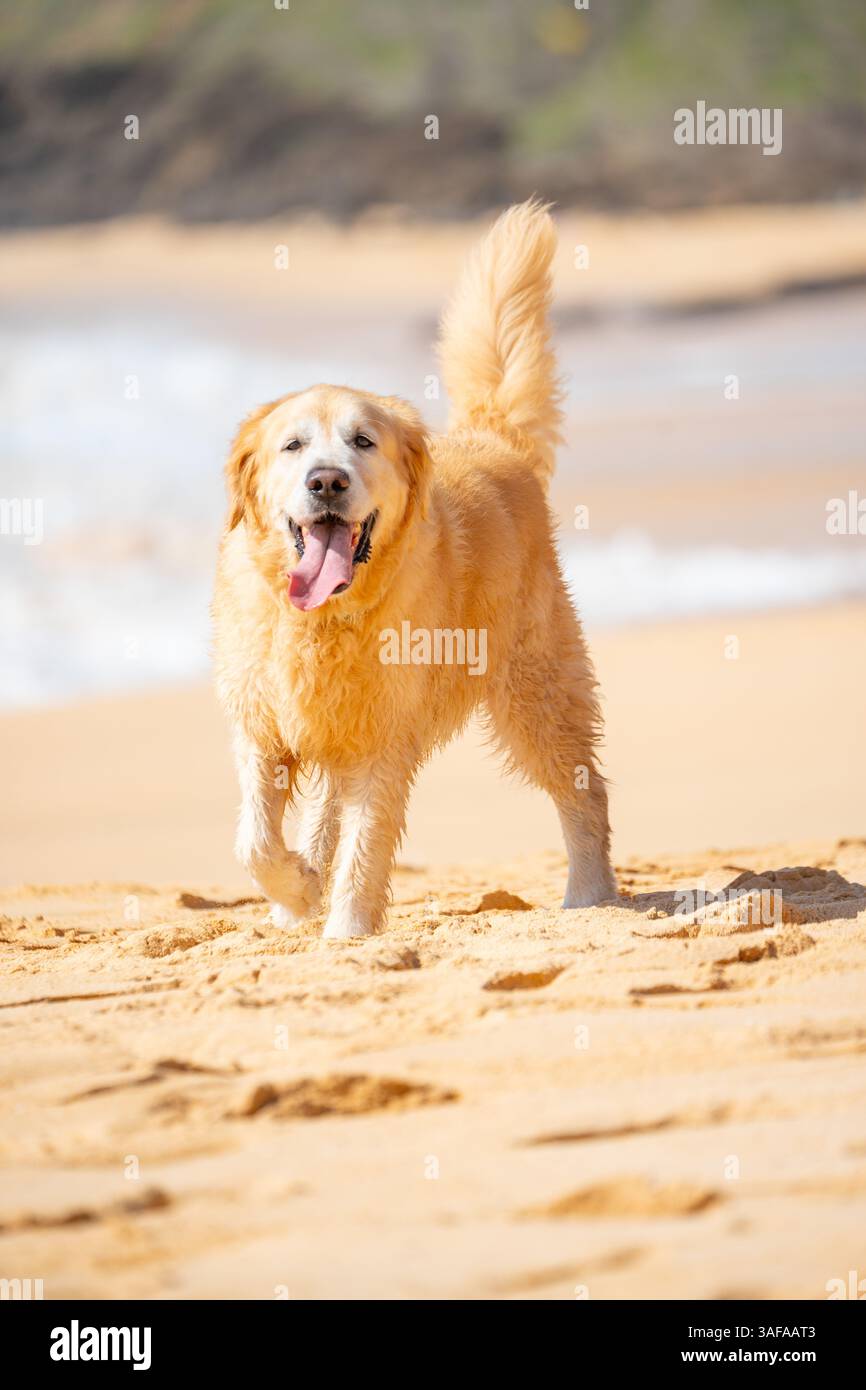 Golden Retriever, bellissimo cane giocoso che cammina lungo la spiaggia tropicale, foto dell'amante degli animali per celebrare la giornata internazionale dei cani, foto dell'amante degli animali domestici Foto Stock
