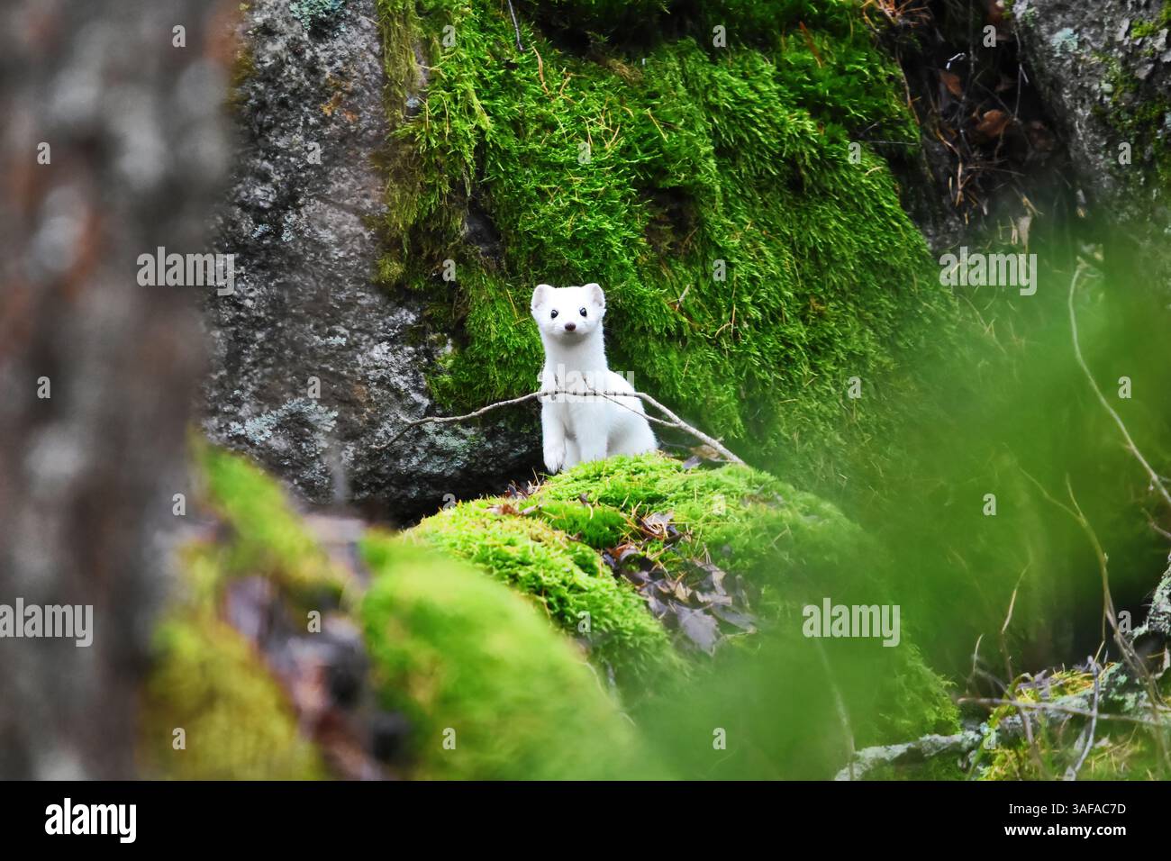 Stoat o la donnola a coda corta (Mustela erminea) in pelliccia invernale nella foresta di muschi verdi in primavera. Foto Stock