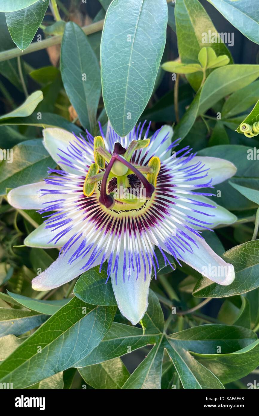 Fetid-passionflower, Scarletfruit-passionflower, Flower passione puzzolente in giardino Foto Stock