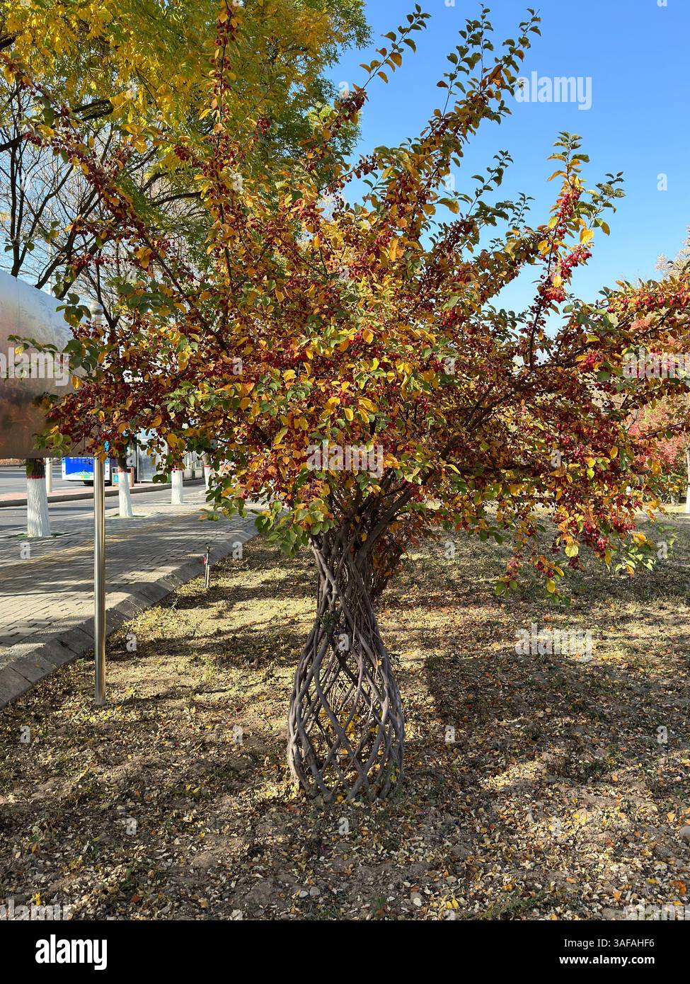 Splendida vista di un albero unico con tronco contorto e colorato fogliame autunnale nel parco, Yinchuan, Cina - Immagine stock catturata con smartphone