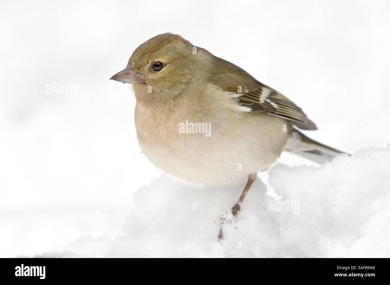 Comune chaffinch (Fringilla coelebs) femmina sulla neve in inverno. Foto Stock
