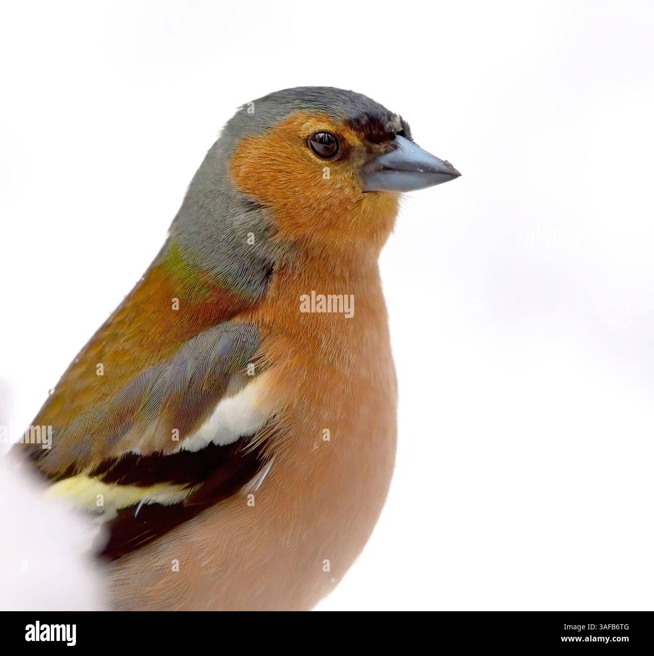 Comune chaffinch (Fringilla coelebs) uomo primo piano nella neve in inverno. Foto Stock