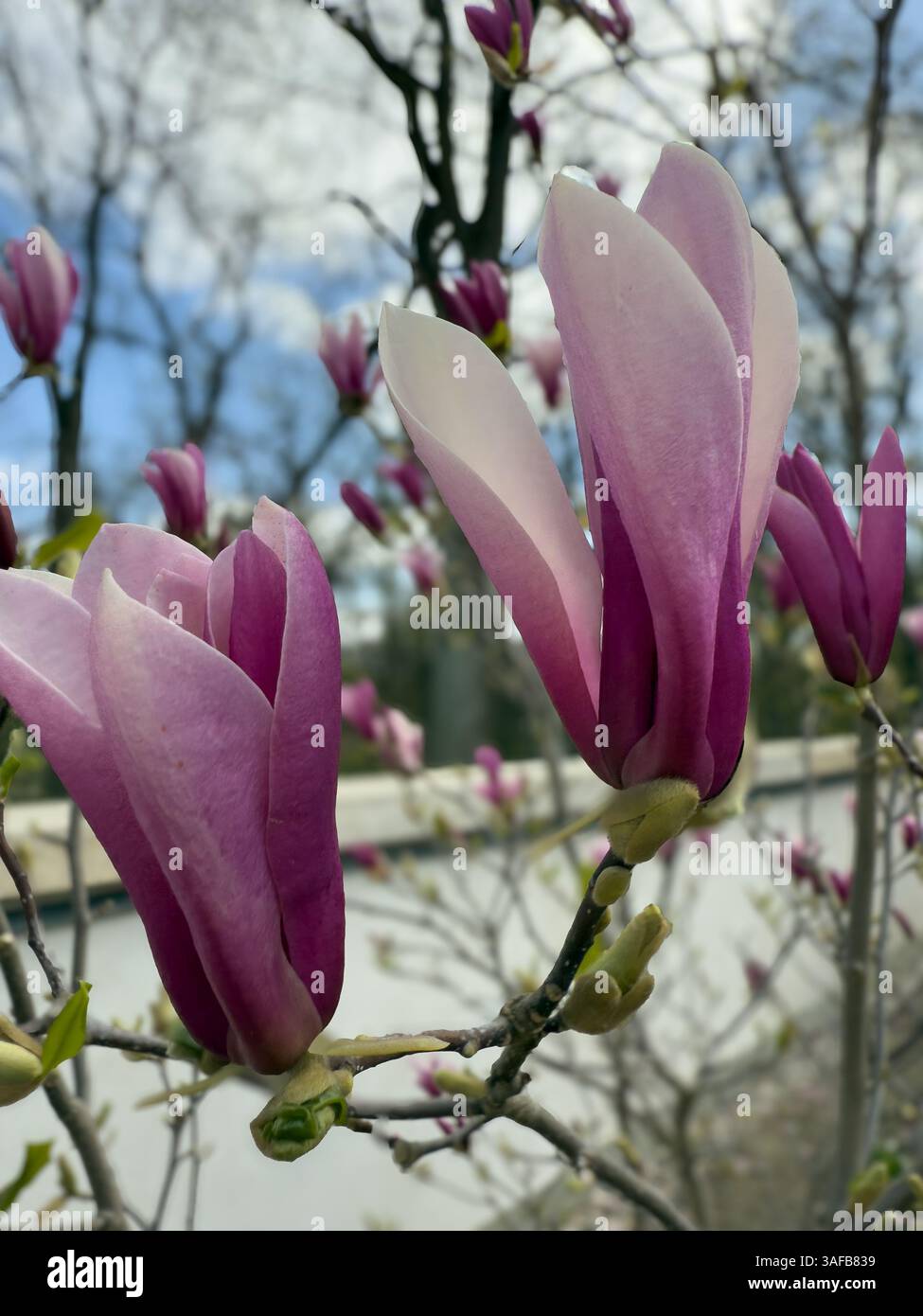 Fiori di Magnolia in piena fioritura su sfondo sfocato, con vivaci petali rosa e bianchi. Temi primaverili, fotografia naturalistica, disegni floreali - Immagine stock catturata con smartphone