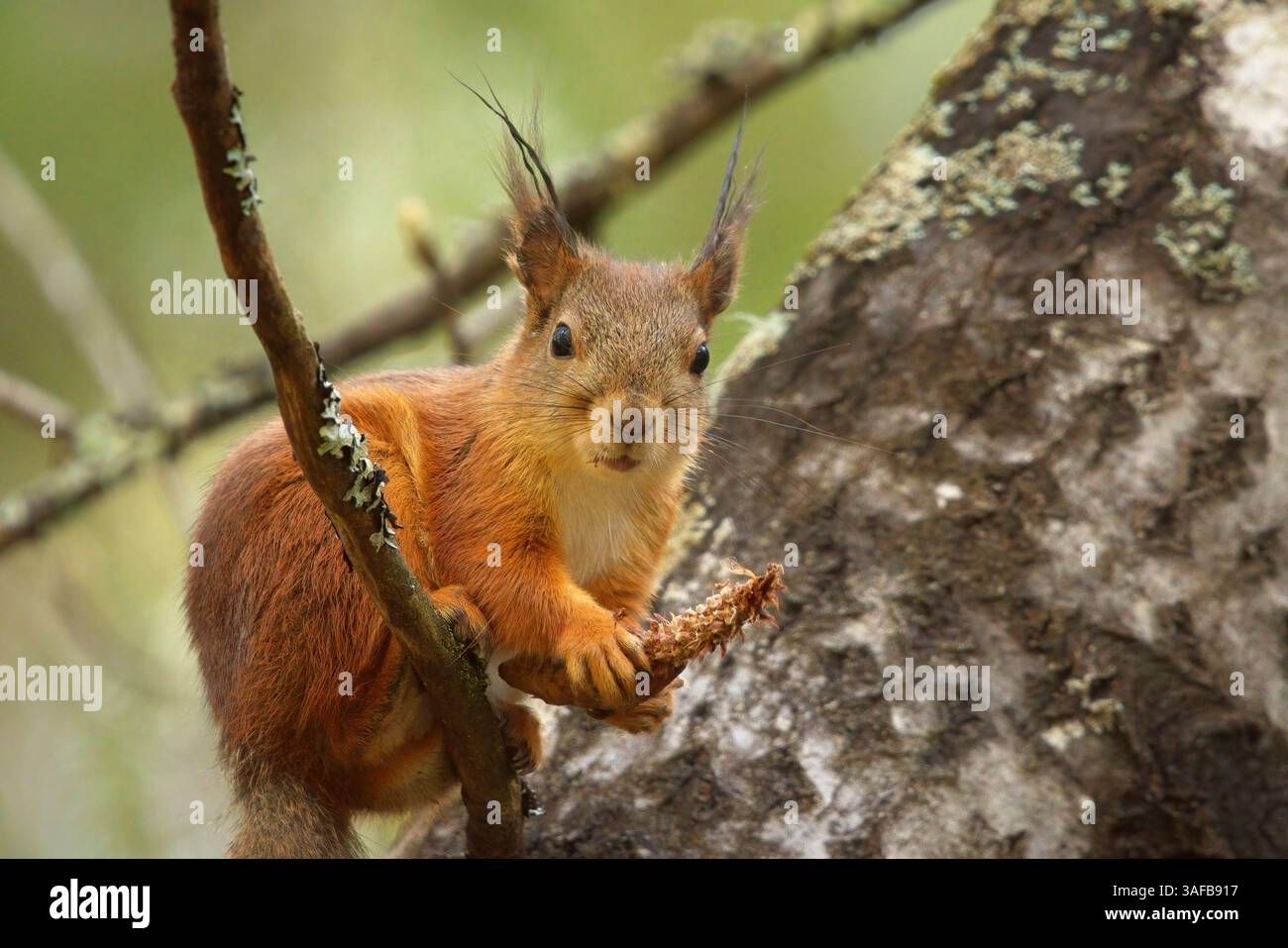 Scoiattolo rosso (Sciurus vulgaris) che si nutre di un cono di abete rosso in primavera. Foto Stock