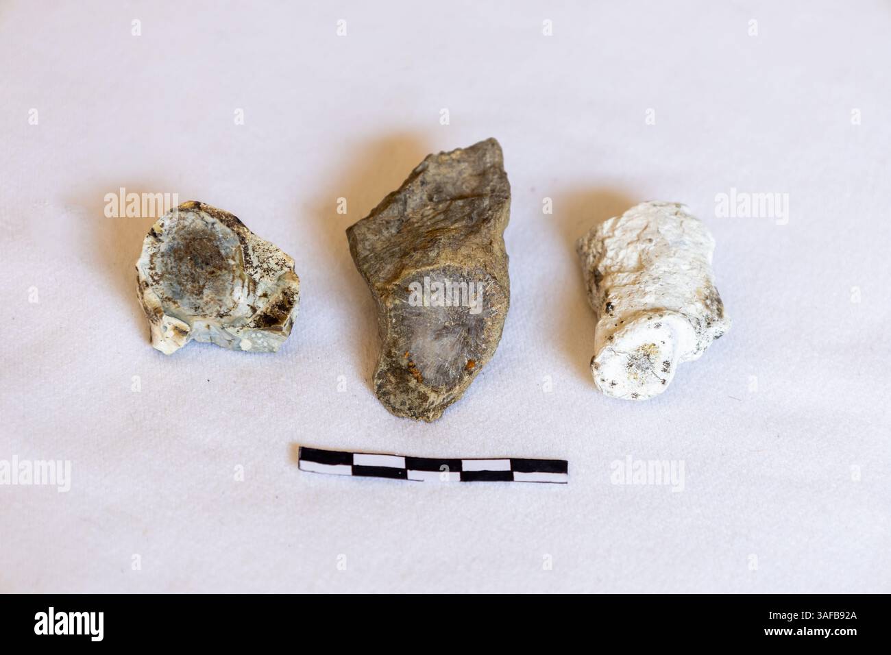 Diversi frammenti di corallo fossilizzato, raccolti da una barriera corallina invecchiata nel Devoniano nella Germania meridionale, con uno sfondo bianco e una scala di 5 cm. Foto Stock