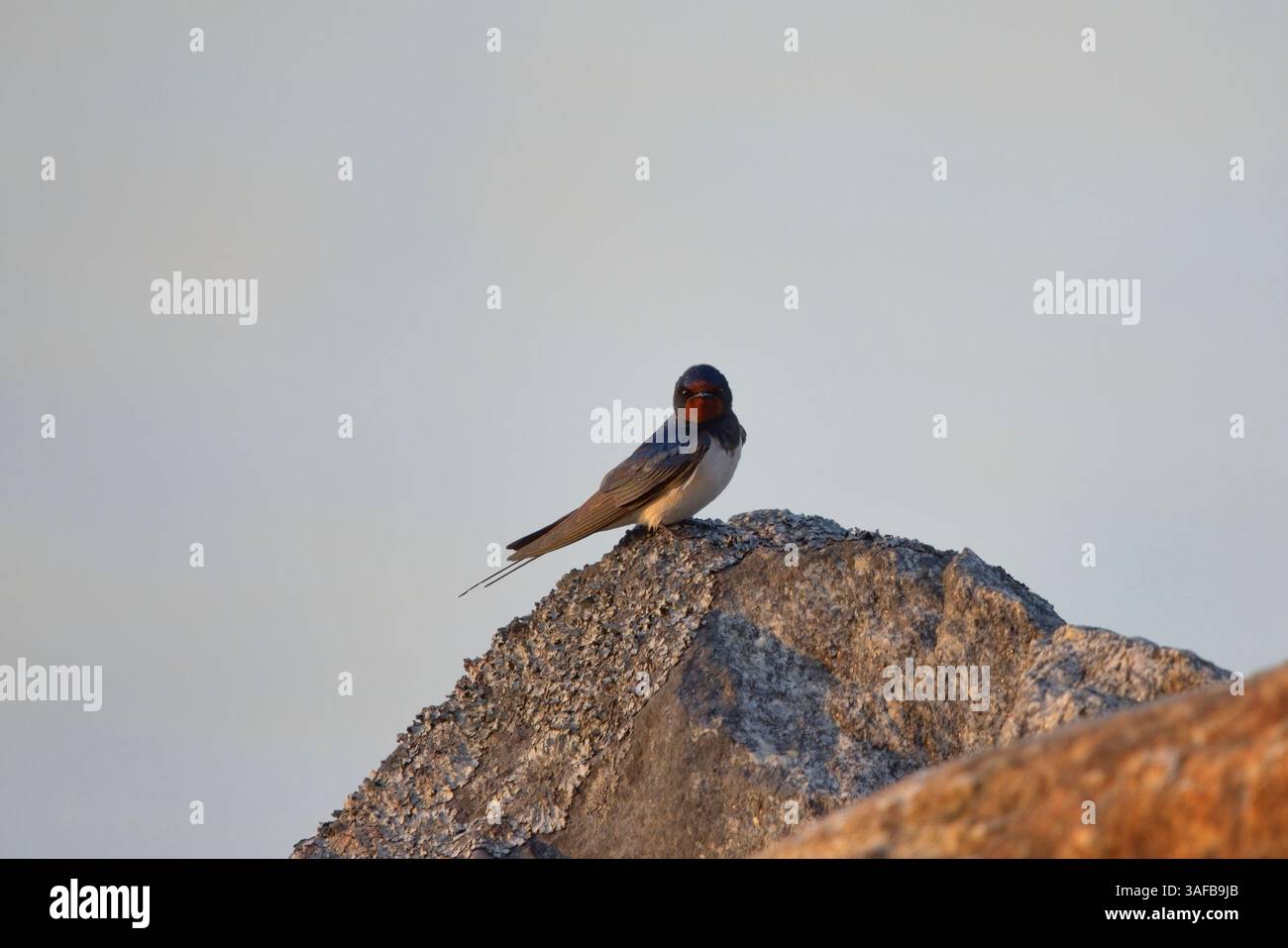 La sera si riposa su una roccia. Foto Stock