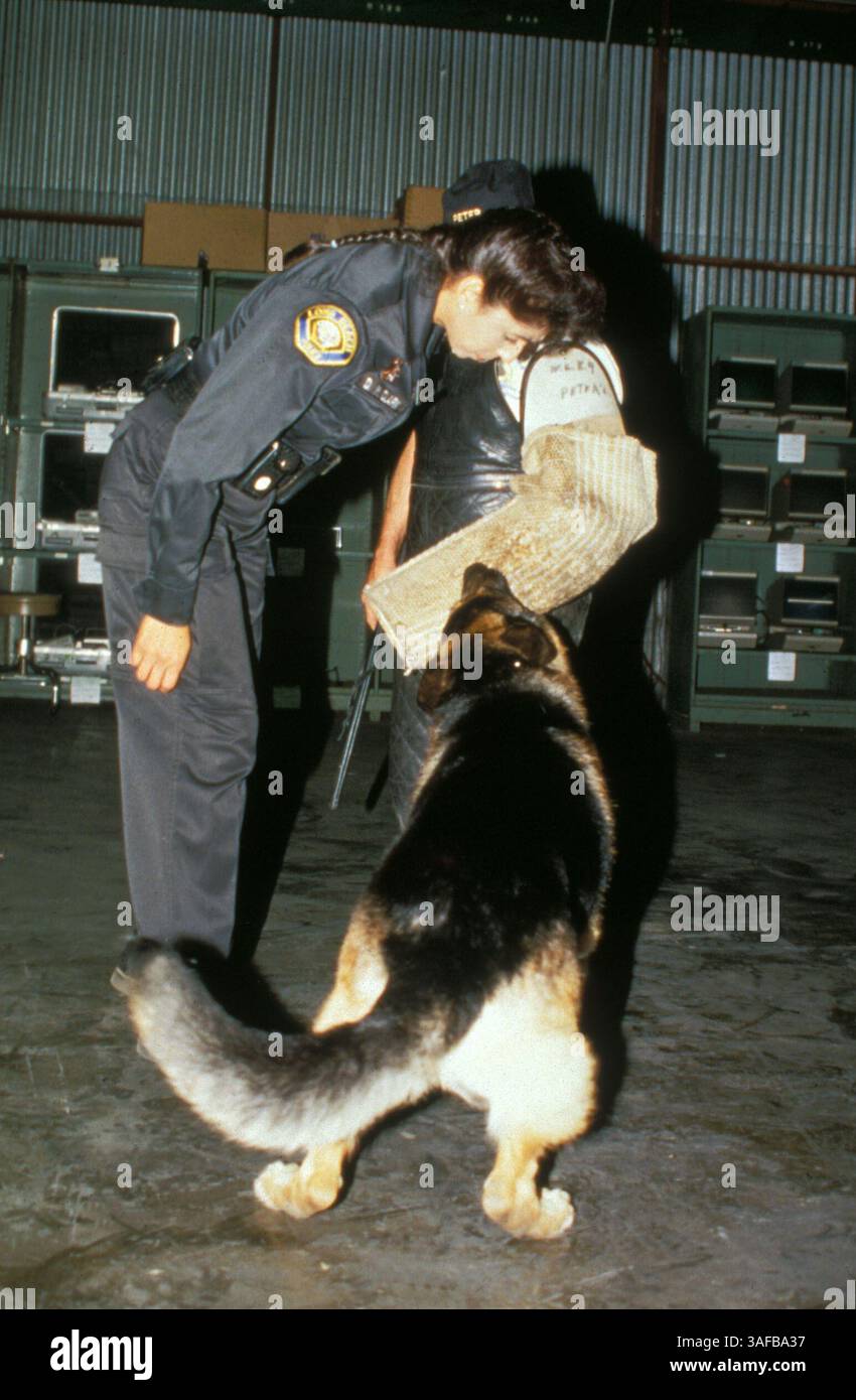 8 aprile 2000; Long Beach, CA, Stati Uniti; foto file, data sconosciuta. Pastore tedesco Ringo durante l'addestramento all'attacco K-9 con Debbie Marie Clark. (Immagine di credito: ZUMA Press/ZUMAPRESS.com) Foto Stock